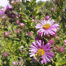Load image into Gallery viewer, Button Bracelet ~ Aster Hued - Vintage Glass